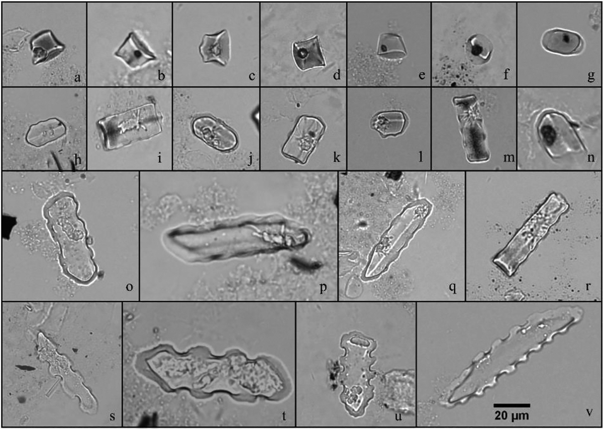 Huasheng_Huang's tweet photo. #Phytolith records of flourishing early #Holocene #Pooideae linked to an 8.2 ka cold event in subtropical #China 
@zuoxinxin1 et al. | Elementa-Science of the Anthropocene
https://t.co/I2OZA4IlJQ https://t.co/CTp3jKyQDk
