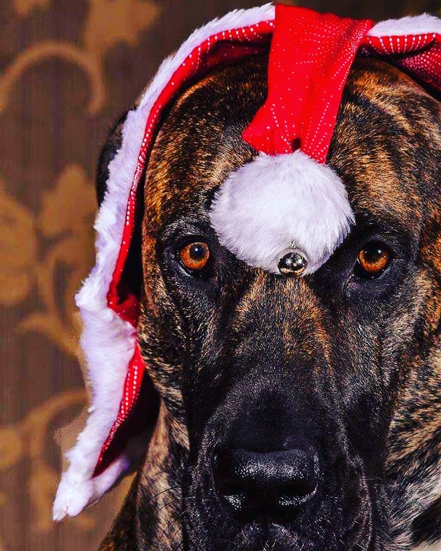 🐶 Hohoho, wir wünschen allen #Hunden und 2-Beinern ein Frohes Fest zu #Weihnachten 🎅 Und am 25.12. ab 19 Uhr kommen wir euch besuchen - schaltet also unsere Live-Übertragung in Facebook ein, denn #KeinerBleibtAllein!
gassireport.com