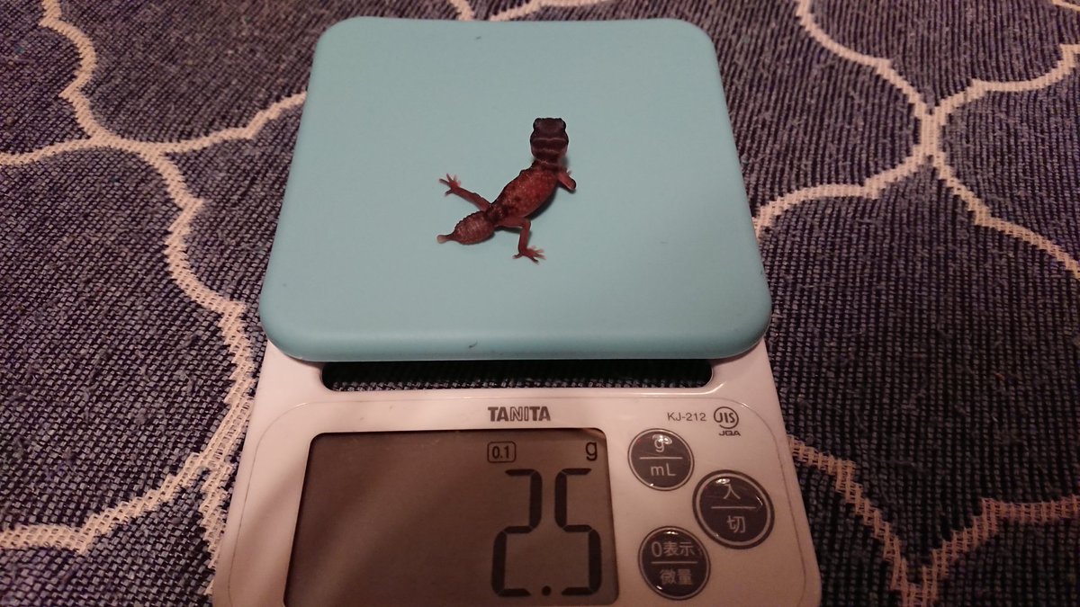 TV3DVAPI42aPr3R's tweet image. クリスマスイブ生まれ🎄
28℃ 68日
かわいい
#ナメハダタマオヤモリ