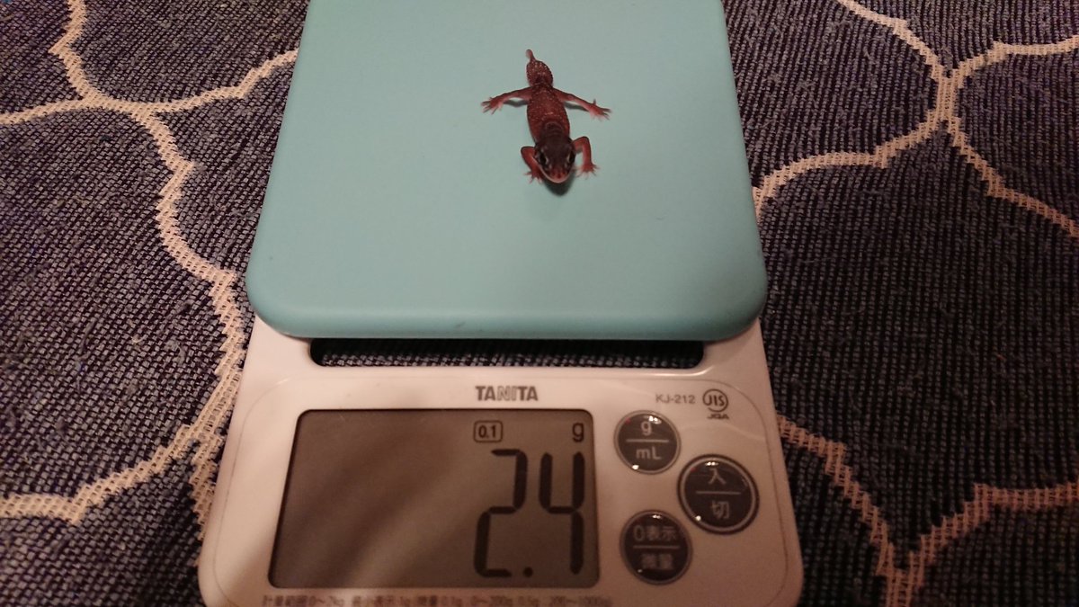 TV3DVAPI42aPr3R's tweet image. クリスマスイブ生まれ🎄
28℃ 68日
かわいい
#ナメハダタマオヤモリ