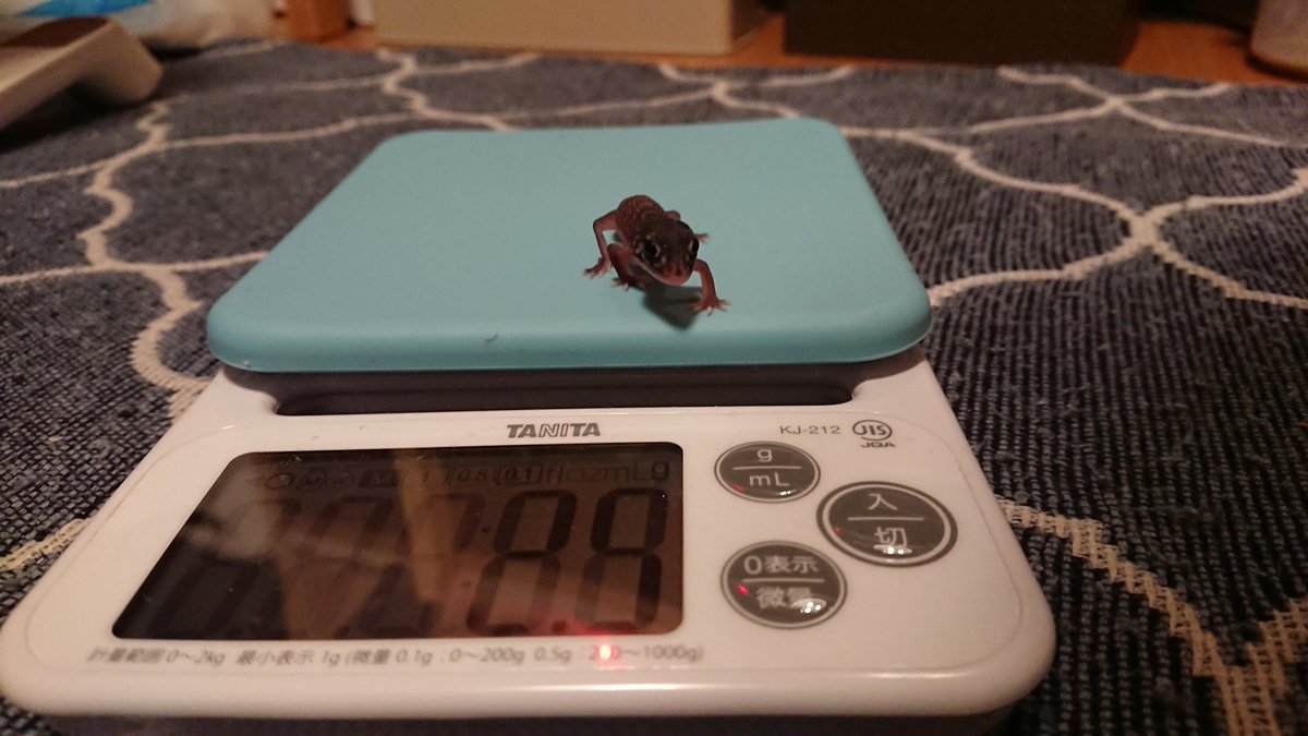 TV3DVAPI42aPr3R's tweet image. クリスマスイブ生まれ🎄
28℃ 68日
かわいい
#ナメハダタマオヤモリ