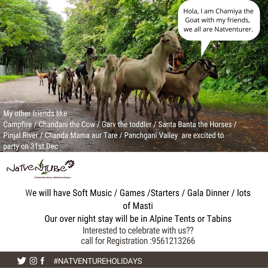NatventureH's tweet photo. Hola, I am Chamiya the Goat with my friends, we all are Natventurer.
My other friends like 
Campfire / Chandani the Cow / Garv the toddler / Santa Banta the Horses / Pinjal River / Chanda Mama aur Tare / Panchgani Valley  are excited to party on 31st Dec
Call #9561213266 https://t.co/Bb2dx6bjAc
