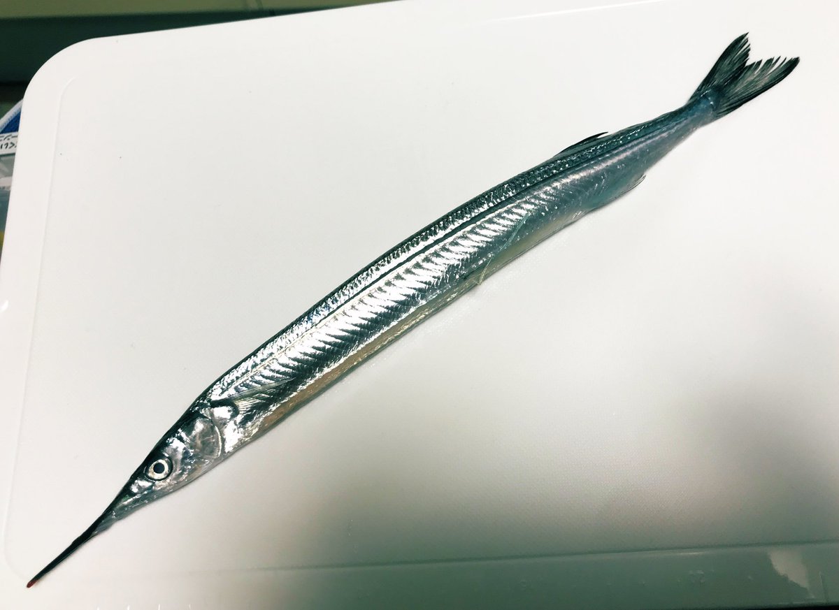 中島保寿 古生物学者 東京都市大学 サヨリ 本当に青くて美しい魚ですね 骨まで青くなることは有名ですが 寄生虫まで青くなるとは知りませんでした 中島保寿 古生物学者 東京都市大学 サヨリ 本当に青くて美しい魚ですね 骨まで青くなることは有名ですが 寄生虫まで青くなるとは知りませんでした