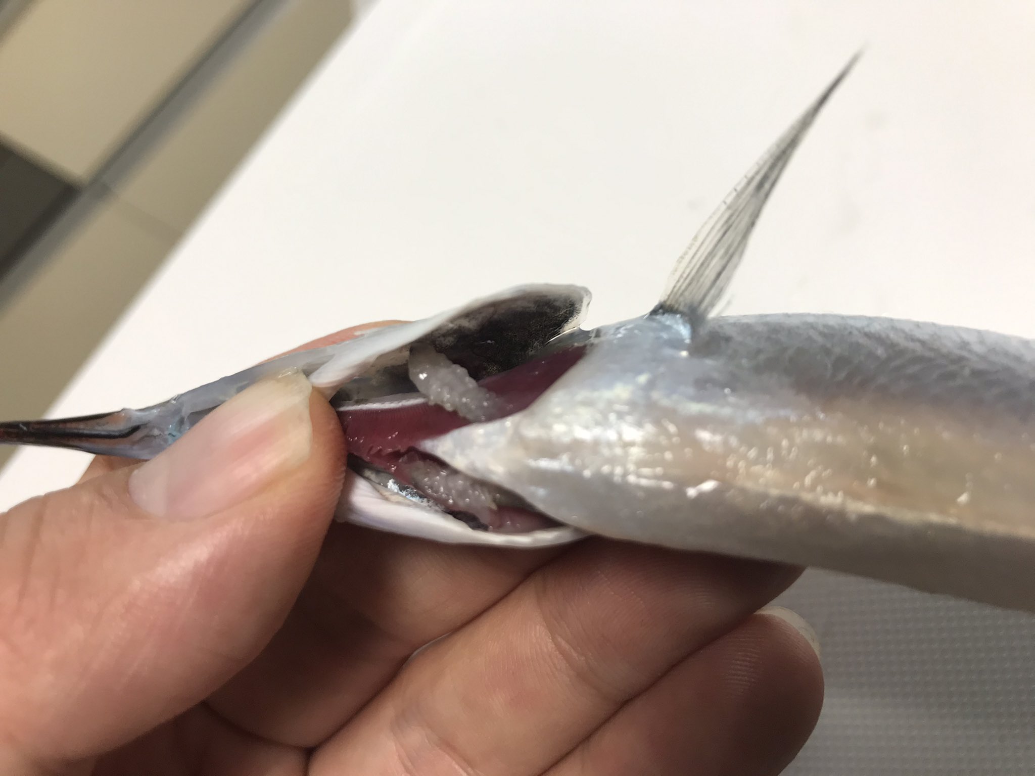 中島保寿 古生物学者 ダツ目はこれまで何体か骨取りしましたが 寄生虫本当に多いですね 特に鰓には必ずと言っていいほどサヨリヤドリムシが付いています このサヨリは左右ペアで寄生されてます T Co 8rmw3dkidl Twitter