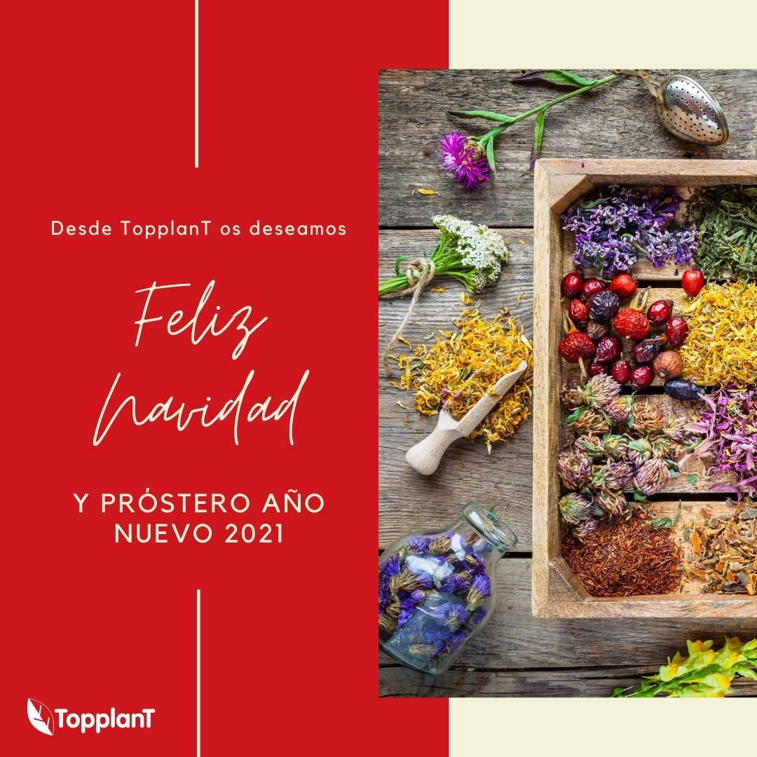 TopplanTes's tweet photo. 🎊 Feliz Navidad 🎊

Desde el equipo de TopplanT os enviamos nuestros mejores deseos y mucha salud para seguir disfrutando de la vida y de la naturaleza 🌿🌱🍀

🎇 ¡Felices Fiestas! 🎇

#FelizNavidad #Feliz2021 https://t.co/0Ftef46twh