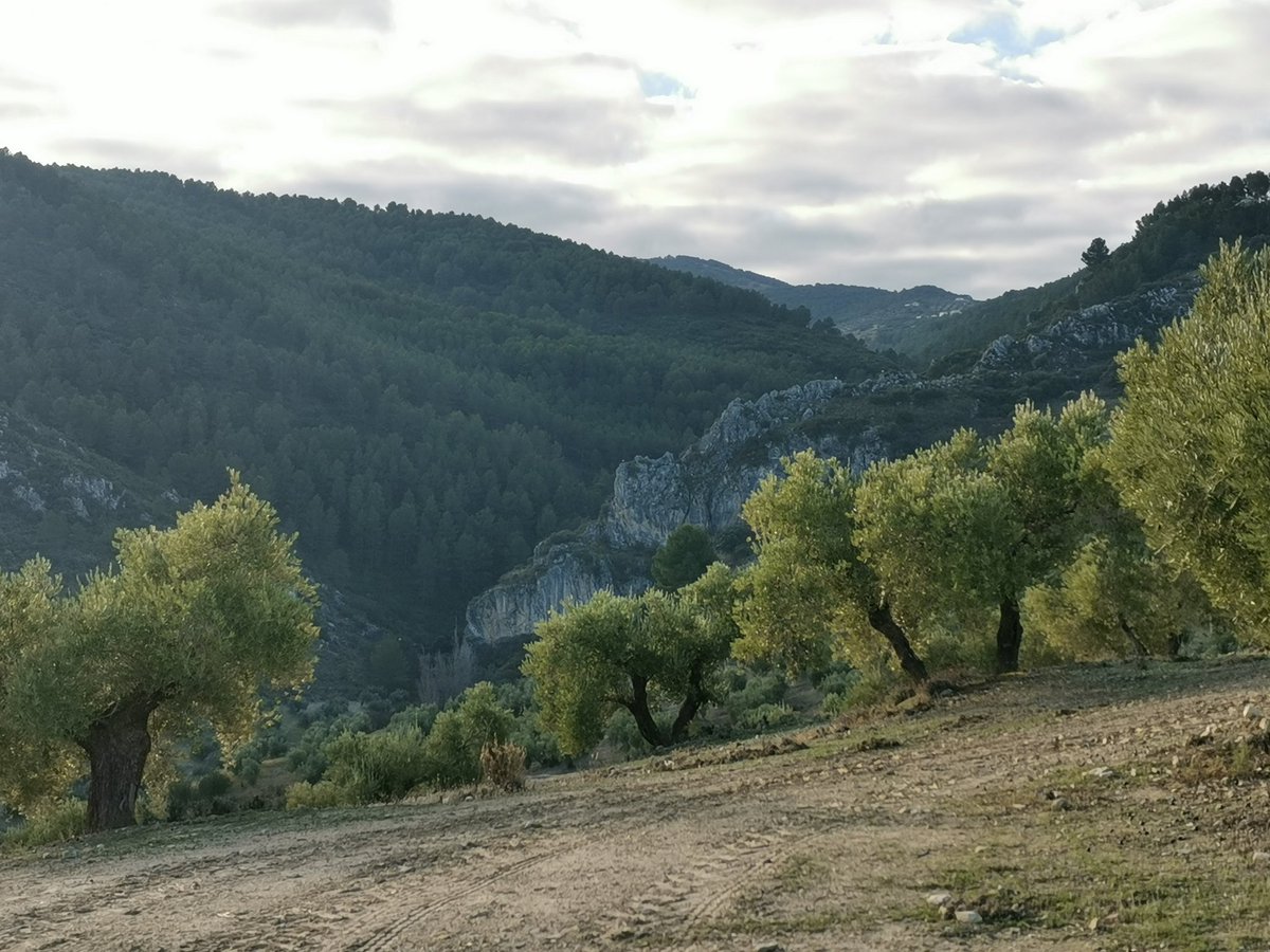 mdavilavm's tweet photo. Una caminata de Mañanabuena para ir haciendo hueco a los langostinos (que este año las fiestas son más recogidas, pero alguno caerá...)
#PiesPaQueOsQuiero #PuesPaEstasCosicas #20kmPreparandoElCuerpo #Neveral #Vicaría #Megatín #JaenParaisoInterior https://t.co/hS2Al6m6kk