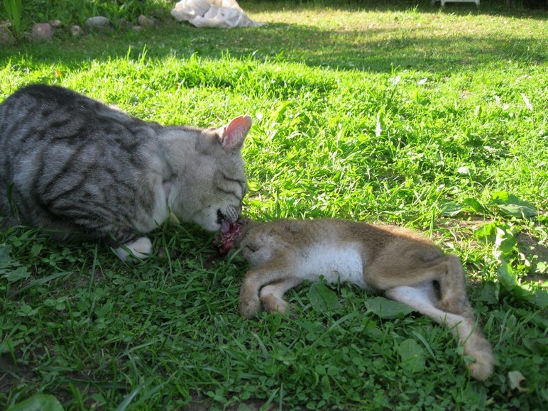кот поймал зайца. кот охотник. кот охотится. кот поймал зайца. кот поймал зайца.