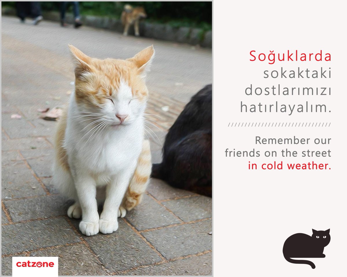 catzonecat's tweet photo. Soğuklarda sokaktaki dostlarımızı hatırlayalım. // Remember our friends on the street in cold weather.

#soğuk #kış #winter #cats #Catzone https://t.co/NdqgQokWm9