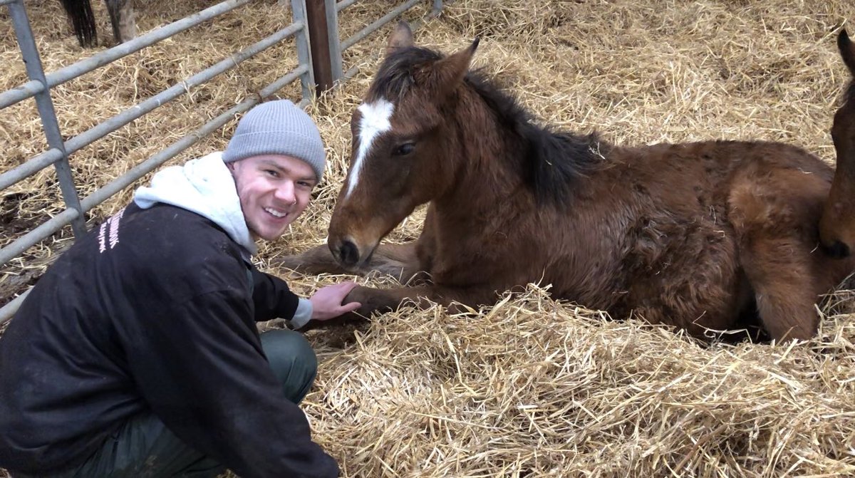 tarnbrookstud's tweet image. Otis (Mahsoob x CatchtheMoonlight x Generous)