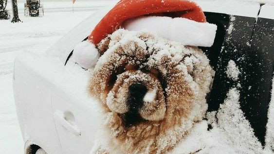 Bucks_Highways's tweet image. Merry Christmas Eve! Our #gritting teams will be out from 2pm today over the whole county!

If you see our crews give them a wave, sing them a festive song or wish them a Merry Christmas 🎅 

We'll be back tomorrow with a turkey fuelled gritting update!

#SaltyRoads #SantasComing