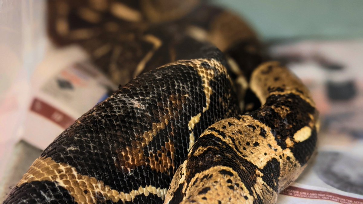 An early Christmas gift to us - both boa constrictors made it through the night. Today we will be giving them medicated baths as well as attempting to get them to eat something small.