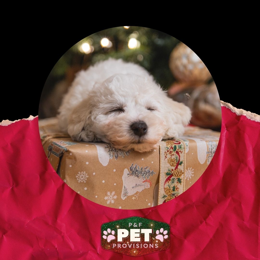 'Twas the night before Christmas
&amp; all through the house..
Not a creature was stirring... not even a pup.....

hahaha if you're lucky

last minute shopping holiday needs?
We’ve got you covered! We are open till 6 today!