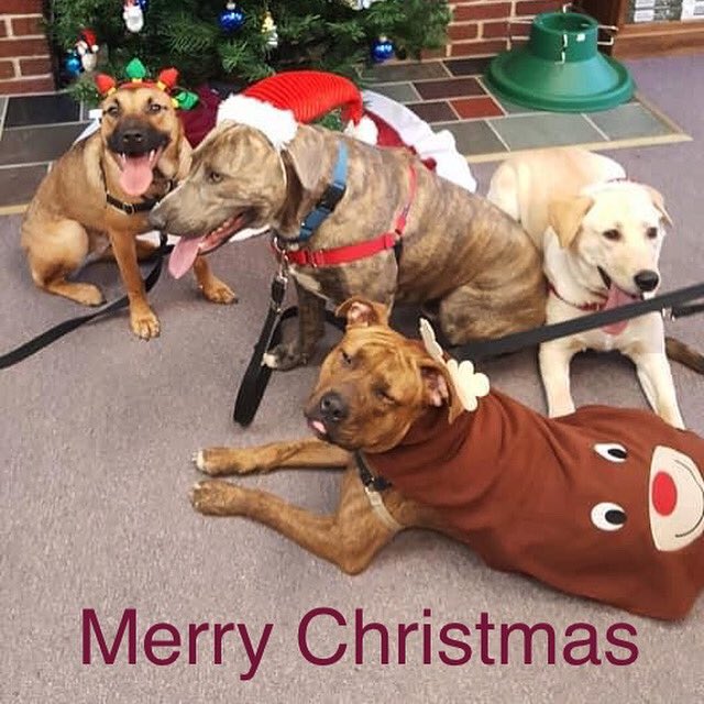 We wish every one of our supporters, graduates, and adopters a Merry Christmas! We hope your holiday is as happy and bright as these puppies. 

All four graduated our #PrisonDogProgram and are shining reminders of the power of #SecondChances.