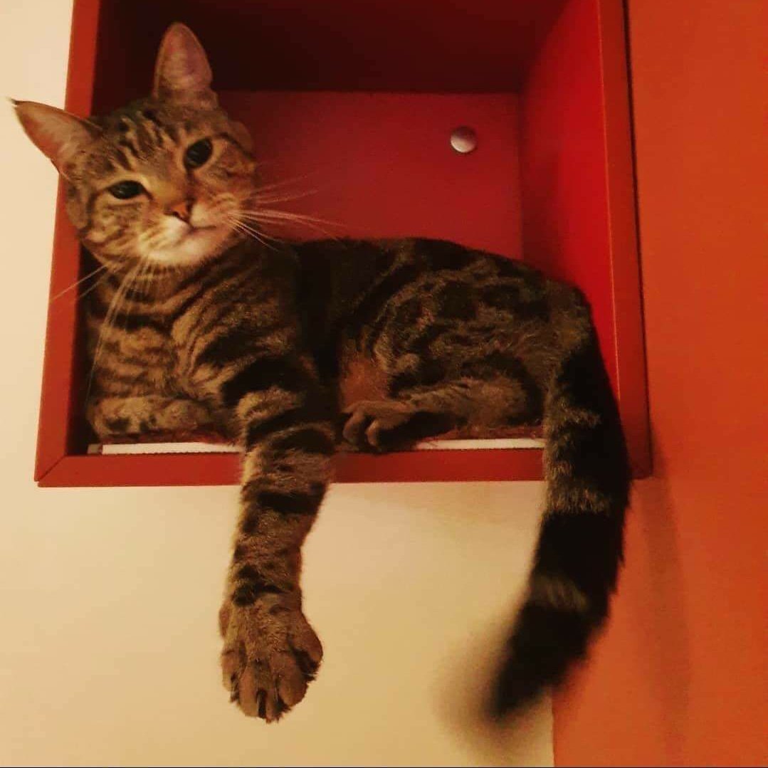 AlanDaffern's tweet photo. This is #Stark he's #Missing from #SamsonCourt &amp; #CamlotStreet area of #Ruddington #Nottingham #NG11. Can people living in the area please keep an eye out for him and check around their gardens, sheds, garages thoroughly. #lostcat 
https://t.co/vHcMjWGqHw https://t.co/oN2HtMXMEZ