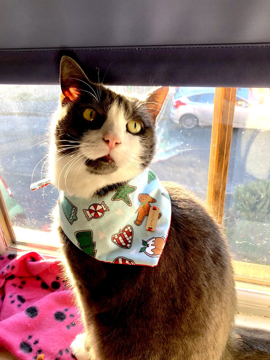 Merry Christmas! #catsoftwitter