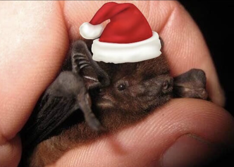 NZBCT's tweet photo. Merry Christmas! December is typically when long tailed bats give birth to a single pup 🦇 the pup usually takes its first flight from the roost in January. #longtailedbat #wattledbats #Chalinolobus #Chiroptera #nzbats #pekapekatouroa #pekapeka 📸 James Mortimer https://t.co/V4pNTNOTZA
