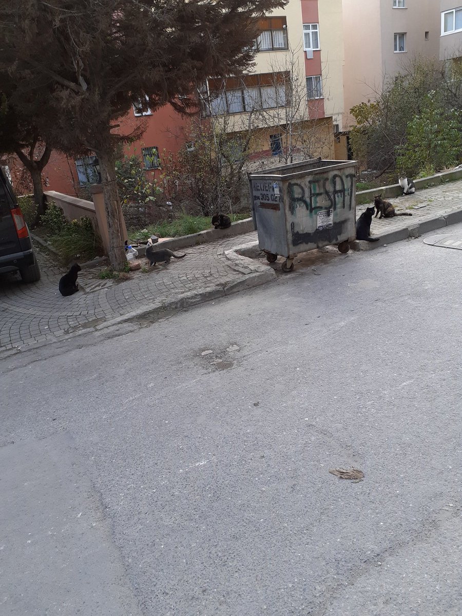 Yaş mamayla karışık kuru mama kuyrugu