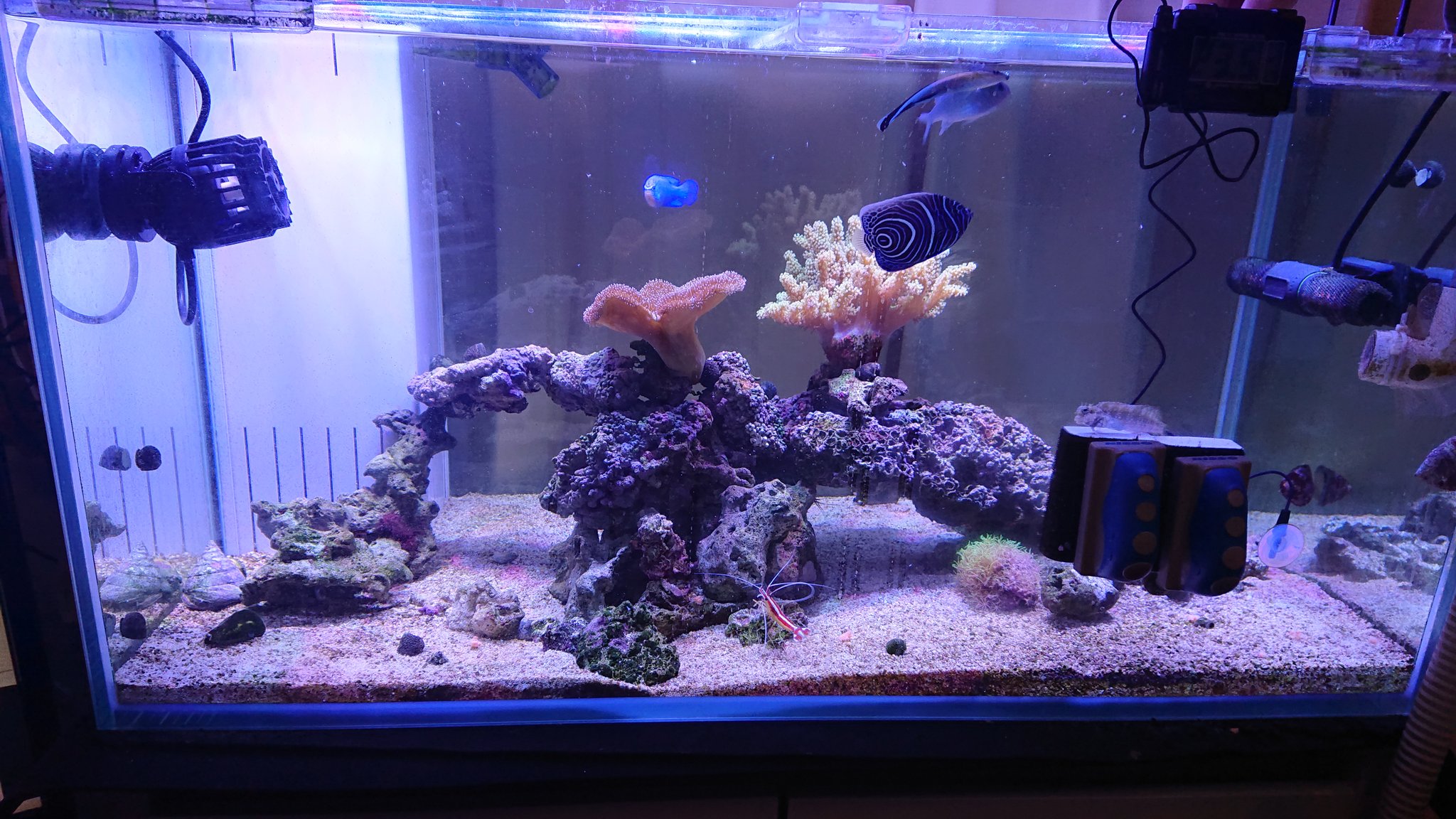 ちゃあ 海水魚の水槽用にまた新しく水流ポンプを購入したよ 今導入しているmaxspectのジャイルポンプとはまた違った水流調整ができてパワフルだよ サンゴも喜ぶかな ファンタスティックウェーブ Zoox8000 水流ポンプ 海水魚水槽 マリン
