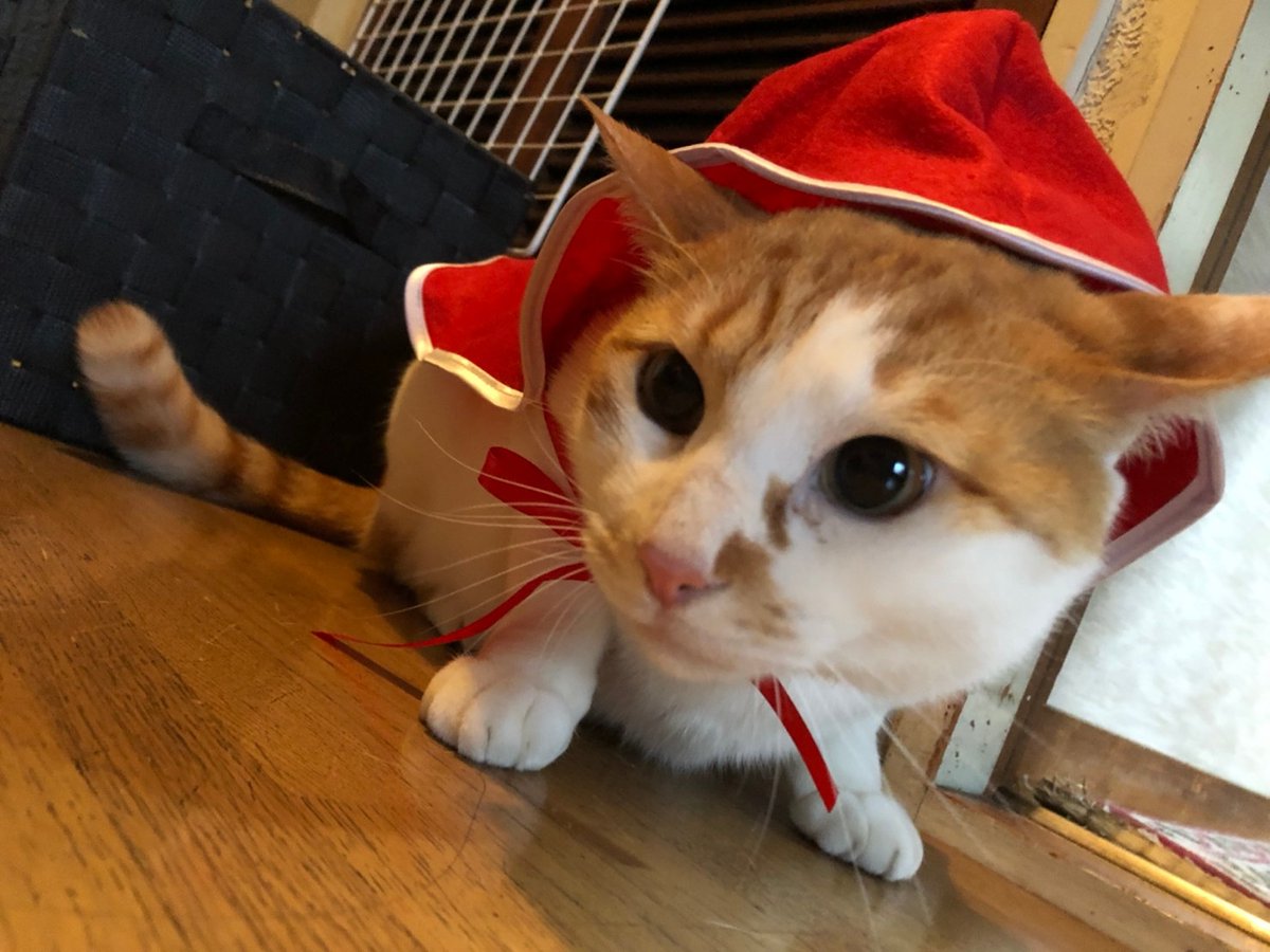 urara1966's tweet photo. https://t.co/hdFC9z5Yzi