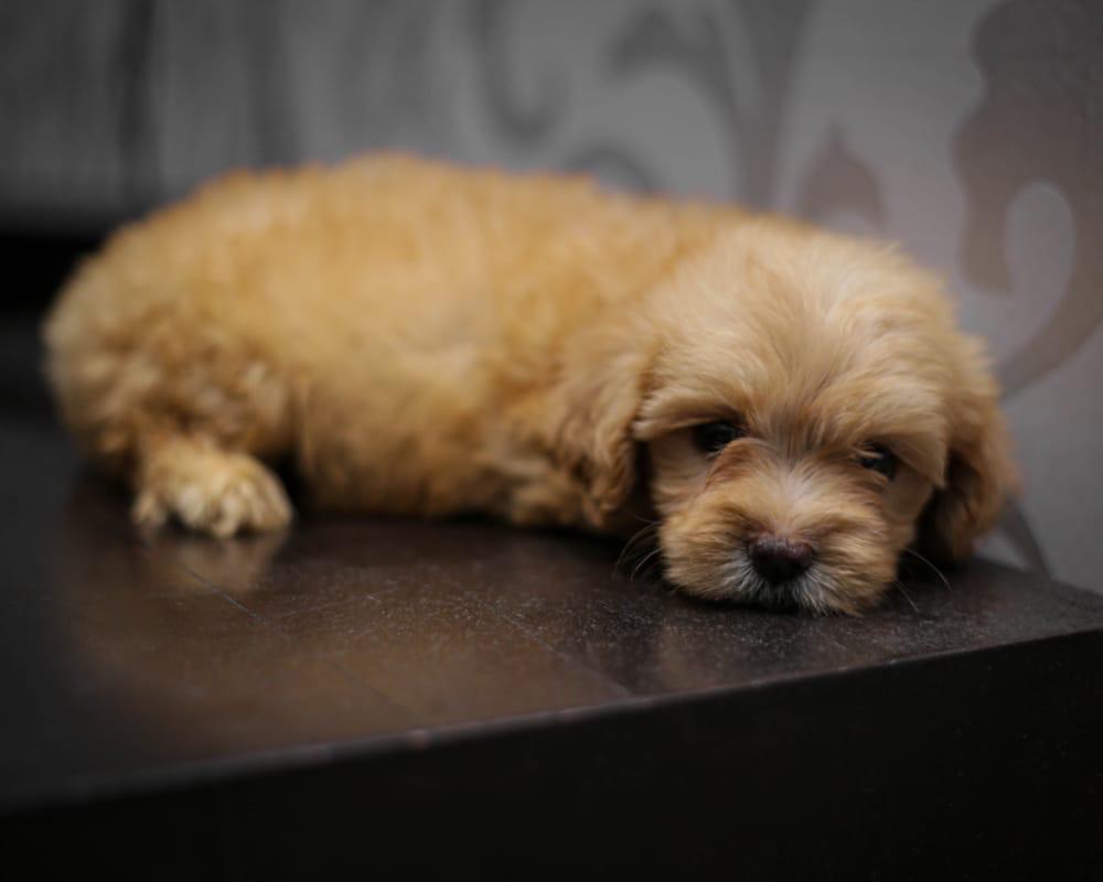 I_Am_Winter's tweet photo. Hello guys, 7 weeks poodle puppies for sale at GH1300. Kindly DM if interested❤

Please retweet my hustle when you see this.❤ https://t.co/lTNiIKSMmh