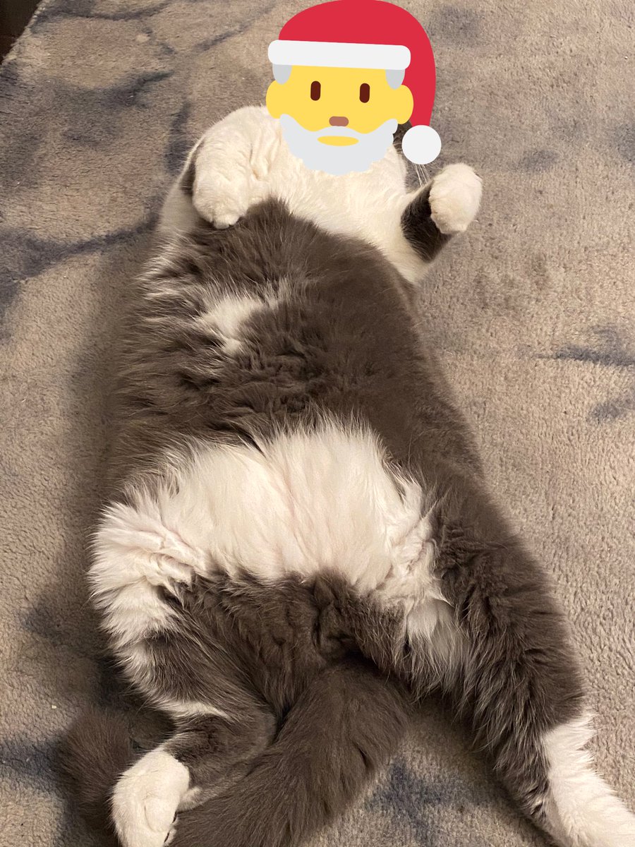 For those #CatsOfTwitter celebrating on this #jellybellyfriday ...
A Happy #ChristmasEveDay to you! ....LG 😻🎄❤️

* Pals were you naughty or nice this year? 🙀😹