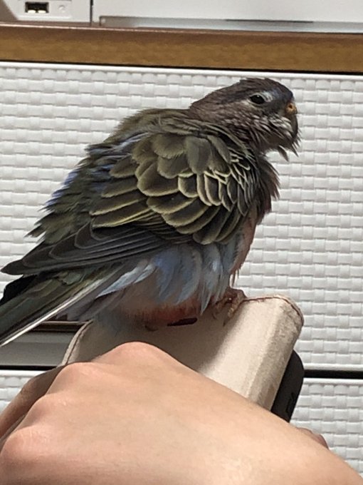 アキクサインコノーマルのtwitterイラスト検索結果 アキクサインコノーマルのtwitterイラスト検索結果