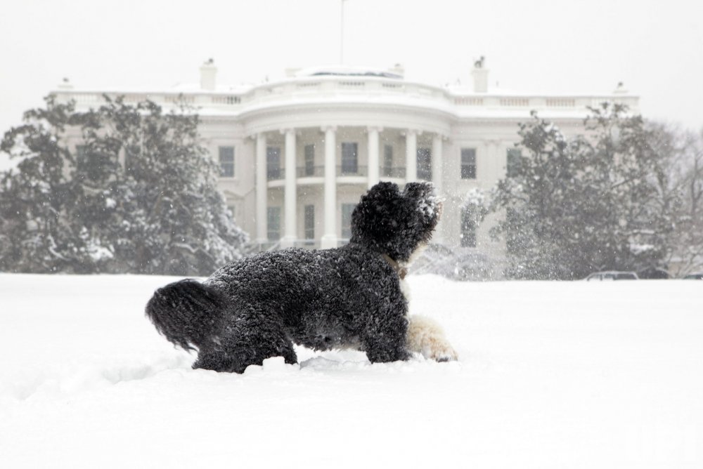 And last, but not least, Bo in a snow storm. Here's hoping for a white Christmas this year and I'm looking forward to dogs in the White House next year. Because really, what's the point of having that lawn if you don't have a dog to enjoy it? (c/o:  @PeteSouza)