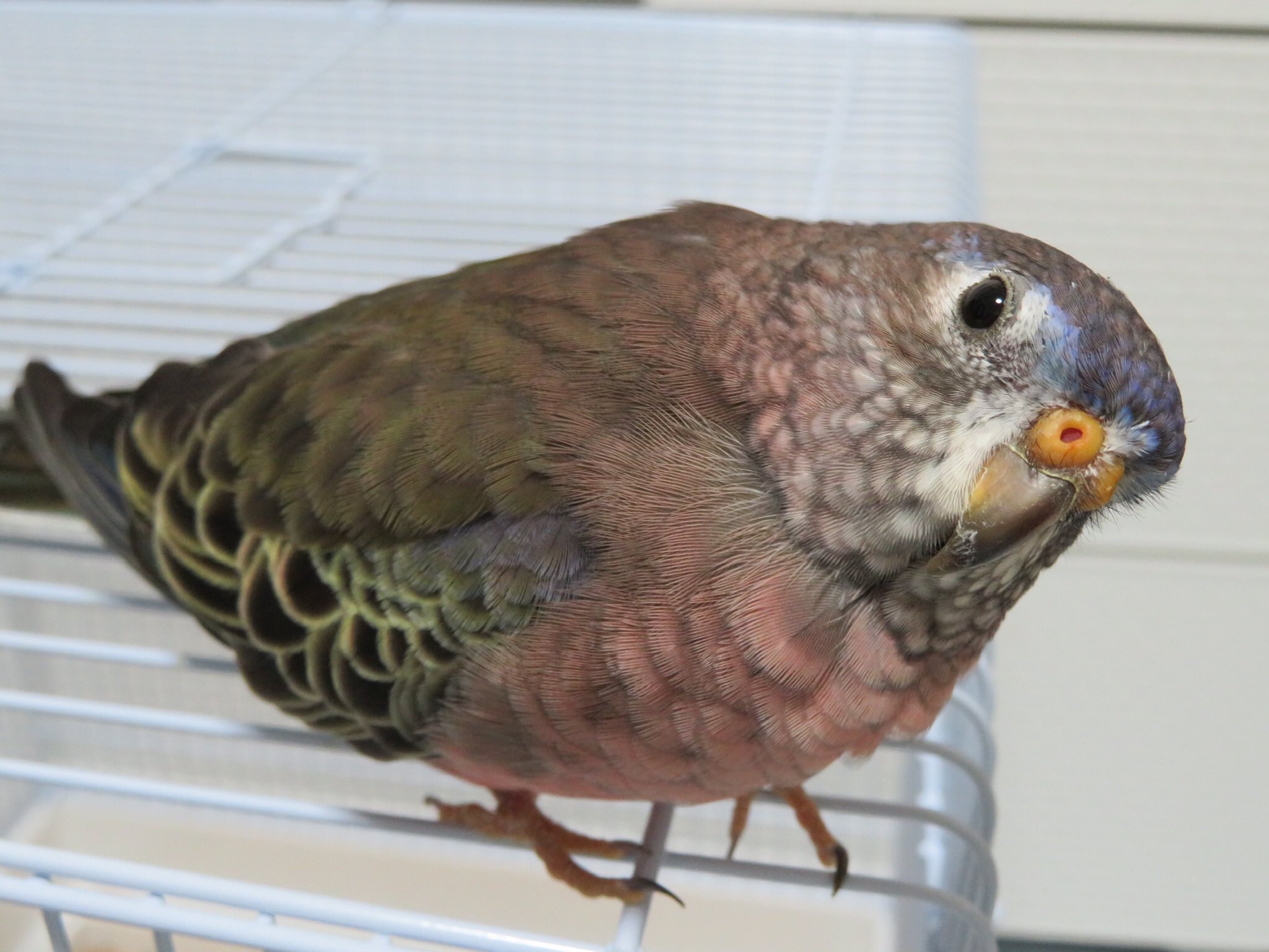 むぎ アキクサインコ Nikaidoumugi21 Twitter