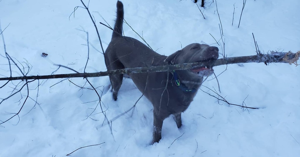 KrauseDave's tweet image. Bash's attempt at picking out a Christmas Tree was a bit of a fail.  But he did have fun!!!

@bluedogdaycare #silverlabs #silverlab #silverlabsofinstagram #silverlabrador #harpswellmaine #harpswell #harpswellme #snowday #snowdog #christmastreefail instagr.am/p/CJLvzdjnEOQ/