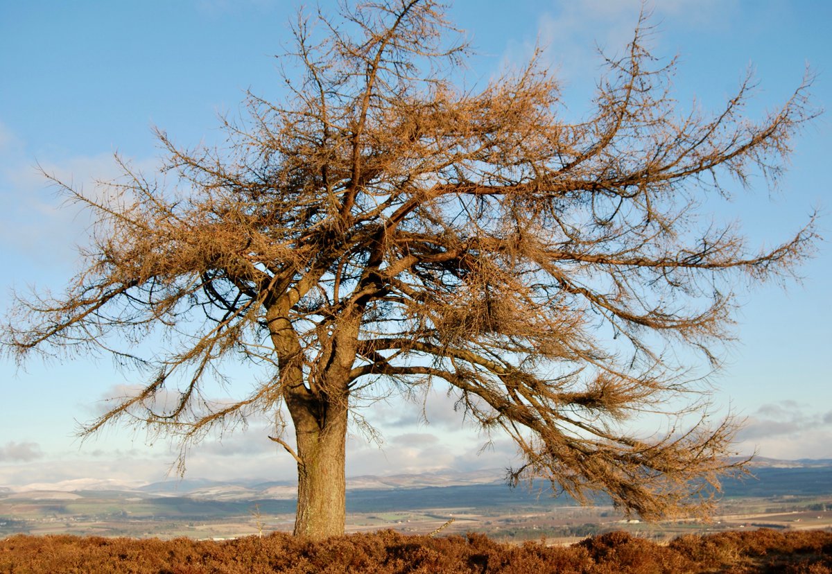 MunroMoonwalker's tweet photo. There's something about a lone tree .. loved the structure and colour of this one during today's local wander #scotland #anguswalks #trees https://t.co/kEowCSFm1W