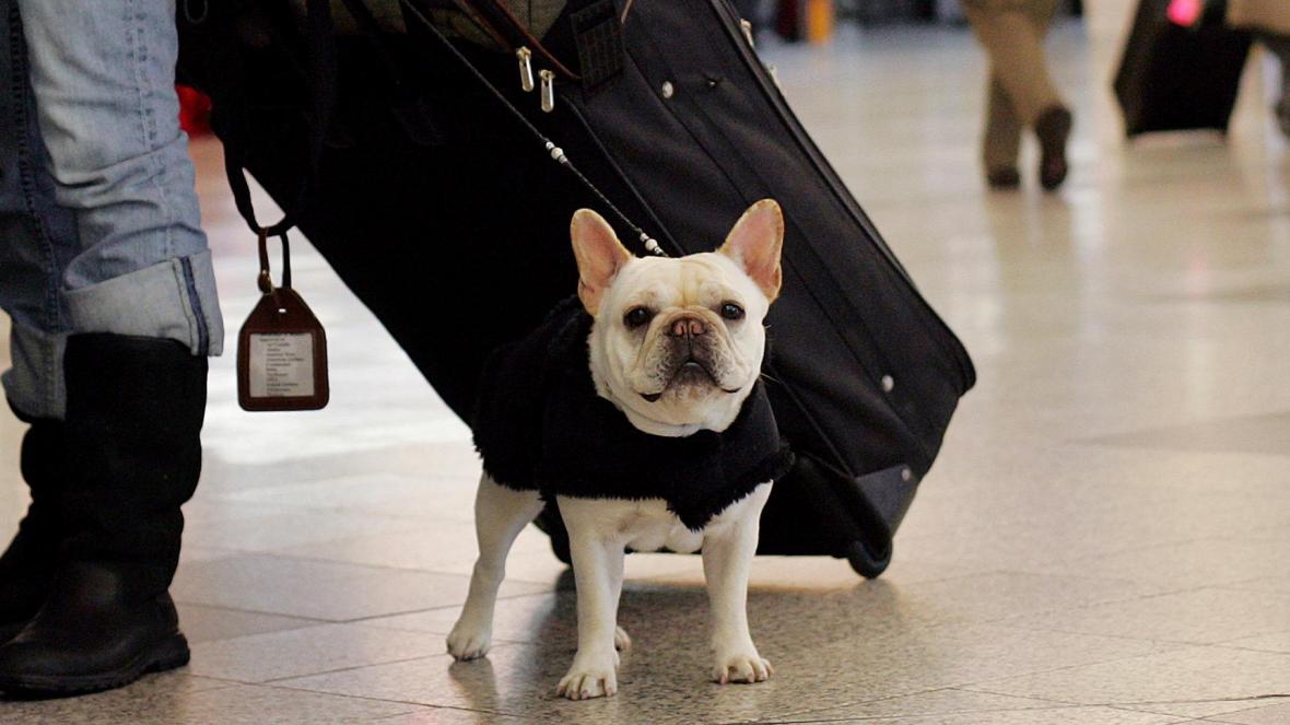 Pets can continue to travel to the Continent without the need for a blood test examined by an EU-approved laboratory, following a preliminary agreement on the topic last week.