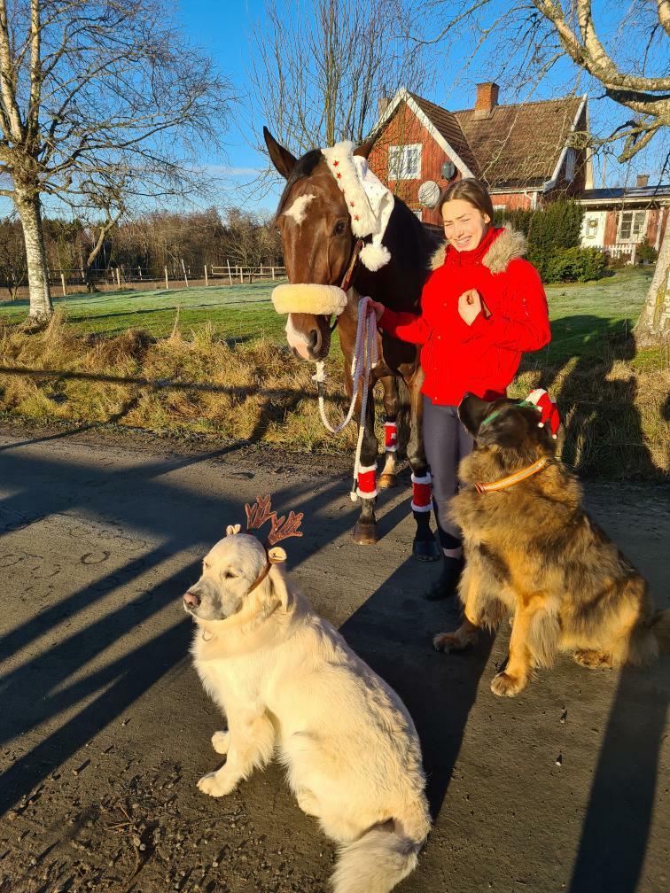 aurelllaursen's tweet photo. God Jul ❤ https://t.co/rwnIAZ7uZh