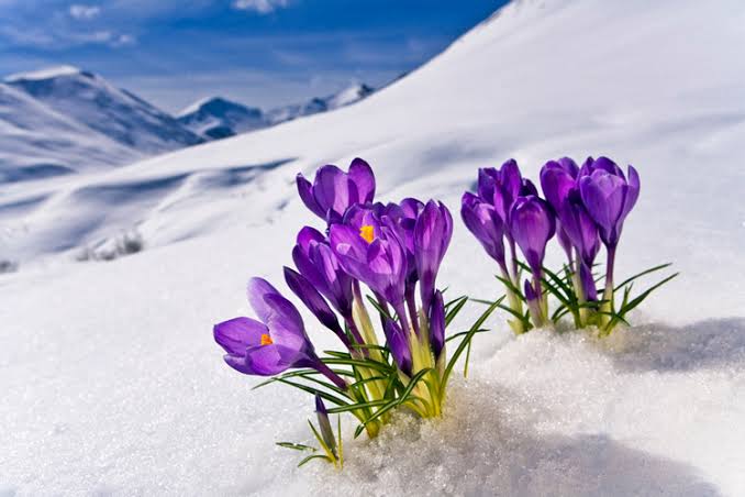 SNOW FLOWER IS A PURPLE FLOWER THAT BLOOMS WHEN IT SNOWS.....TAEHYUNG!!!!!
