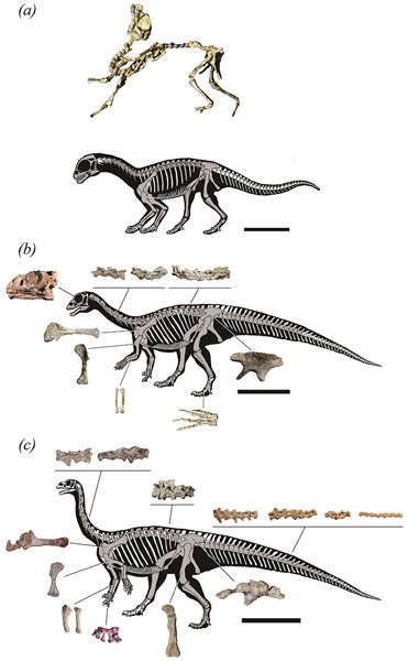 Interestingly, a 2019 study showed that throughout the ontogeny of Mussaurus, the infants were quadrupedal during the first year of its life, only to transition to a bipedal stance later in life. Illustration by González. (1/3)