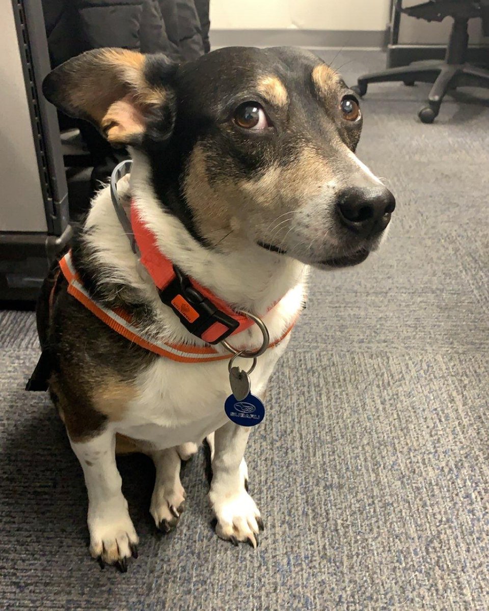 SubaruMemphisCP's tweet photo. Happy Christmas Eve from our #DogoftheDay Jack! 🐾❤️
#SubaruMemphis #JKSCP #Subaru #KerasCares #Memphis #Tennessee #Midsouth #HappyHolidays https://t.co/aOtBhnimxQ