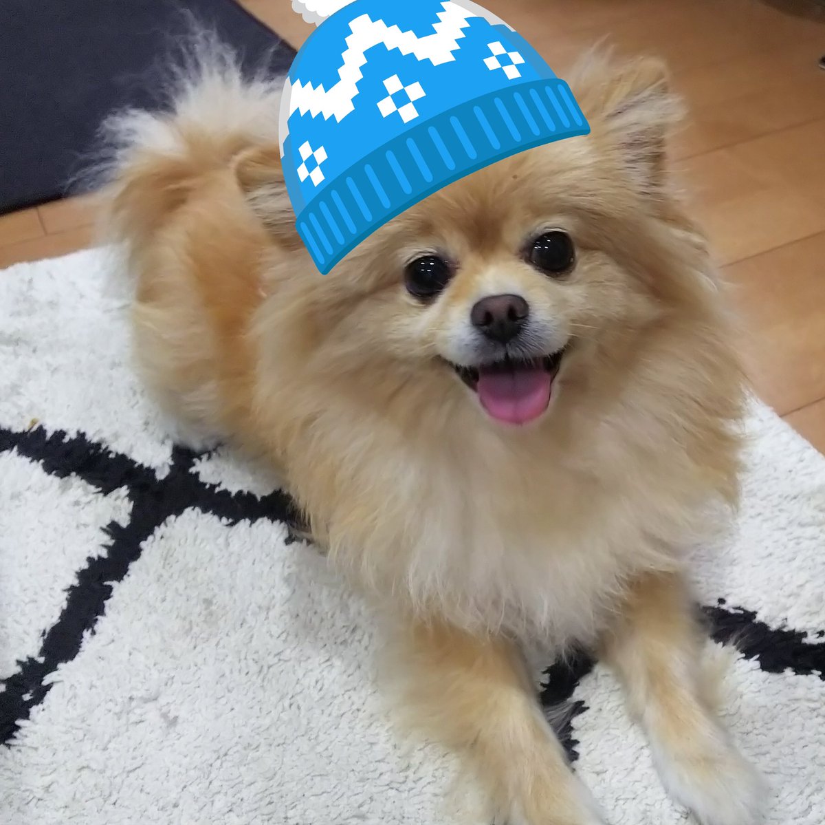 もやしサンバ メリークリスマス Happy Holiday 犬 ポメチワ ポメラニアン クリスマス くりすます もやしサンバ メリークリスマス Happy Holiday 犬 ポメチワ ポメラニアン クリスマス くりすます