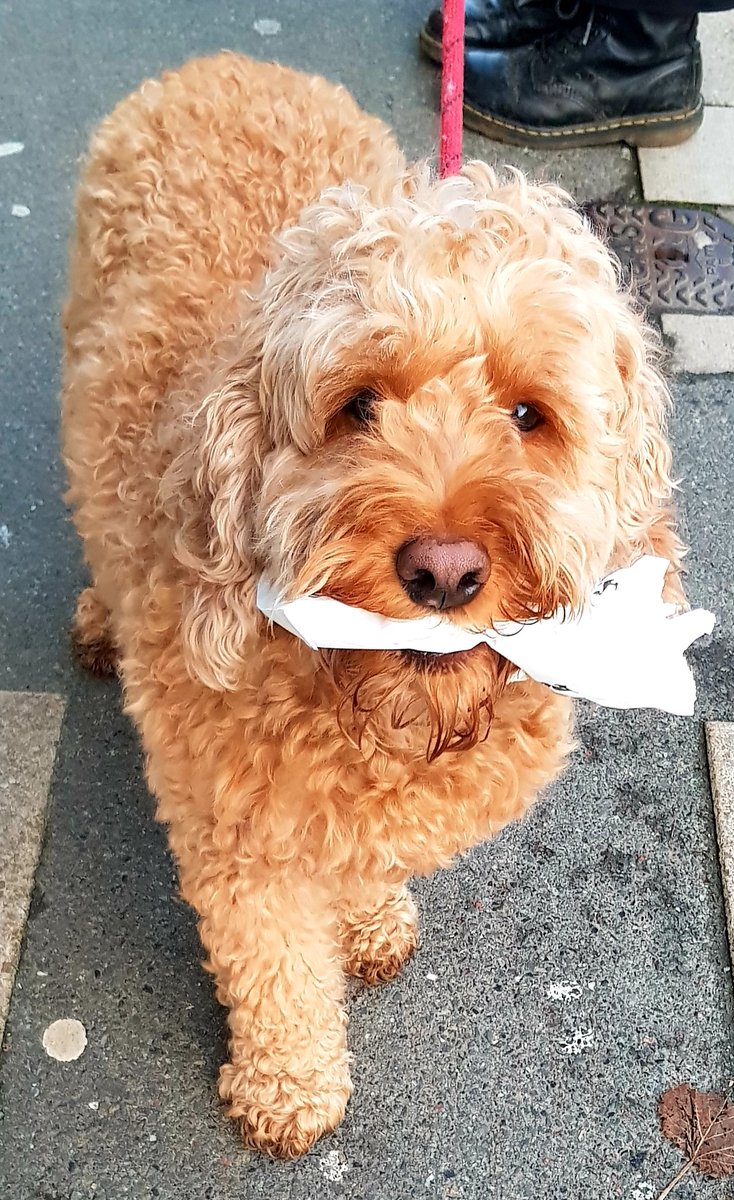 arteriashop's tweet photo. How fitting that one of our last visitors today was a #caninecustomer #furryfriend
Jake carrying his own treat!
Lovely!
#dogfriendly #giftshop #gallery #lancaster
β€πΎ https://t.co/AIF0g5cTOq