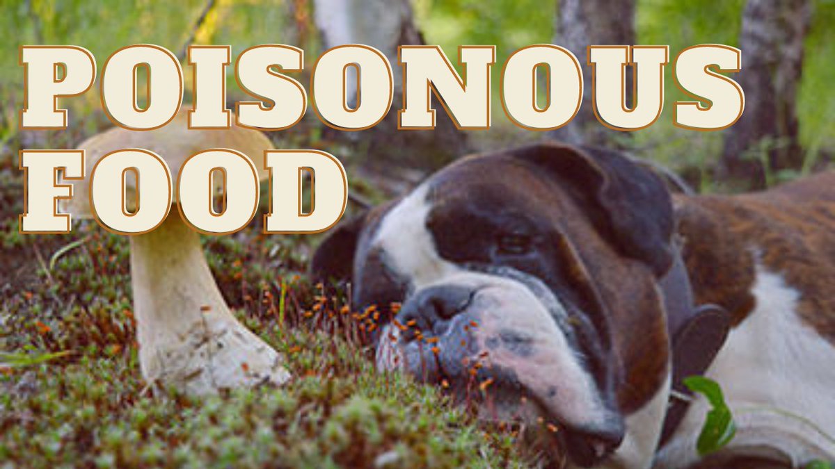 AnimalsReaching's tweet photo. Watch this video so you don't end up poisoning your dog in this Christmas season.  Some foods will surprise you!

https://t.co/DyrzJsxQ24

#christmasseason #poisondogs #toxicdogs #toxicfood #poisonfood  #dogshealth https://t.co/s73eJrVgE1