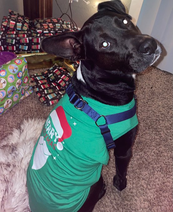 My lil Christmas Elf ❤️ https://t.co/RjtMLUm1Ms