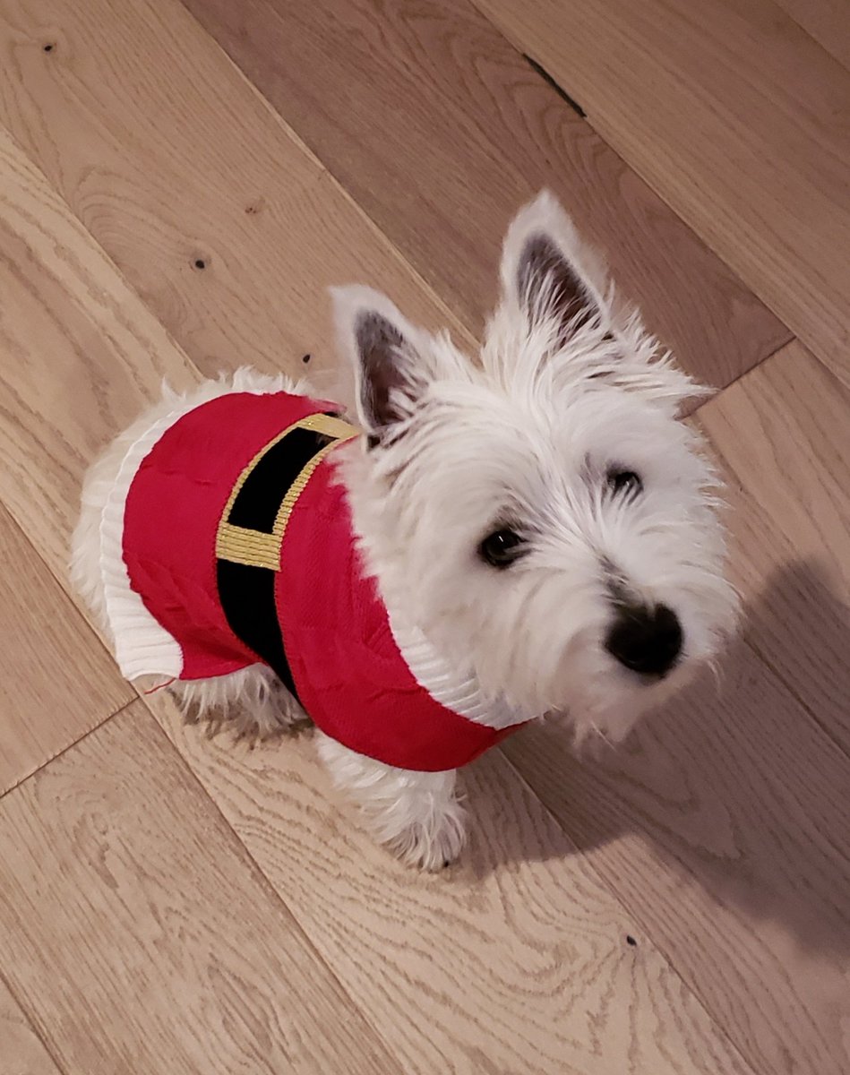 fenwicklady's tweet photo. @RoxyTherapyDogs Merry Christmas from Finley! https://t.co/KwUhf8fbLk