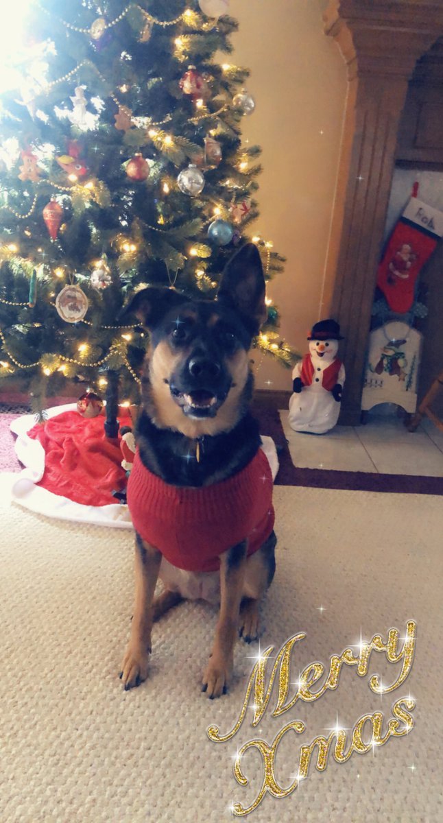 Merry Christmas from our pups to yours! 💜😄