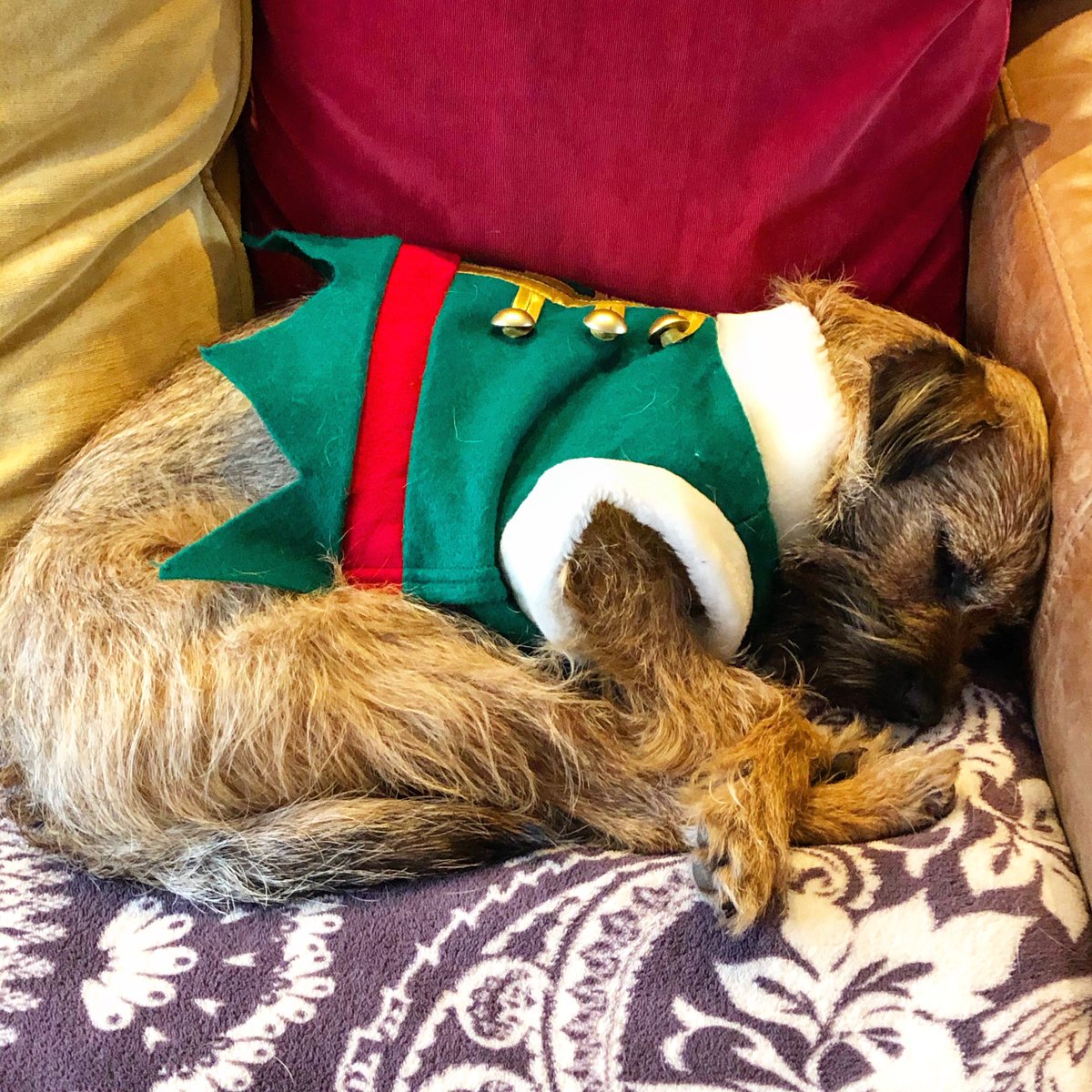 m1csp's tweet photo. Fell asleep waiting for Santa 🎅🏻🐶
#borderterrier #dogsofharrogate #dogsofinstagram #borderterriersofinstagram #christmasdogs https://t.co/hy687O3fmE