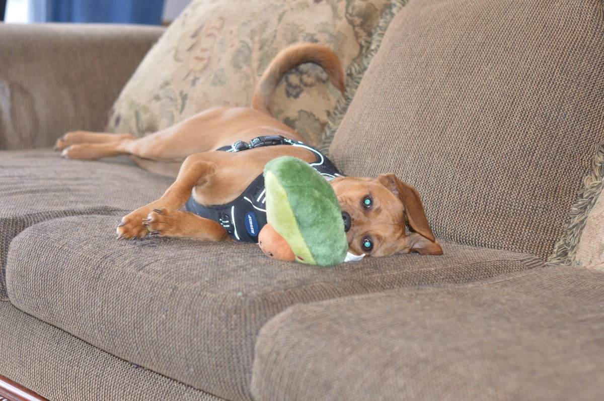 melliephoto's tweet photo. Wrigley would LOVE to thank @BISSELLclean for the #UnexpectedPresent for his belated 1st birthday/Christmas. He LOVES the avocado squeaky toy. Unfortunately, his human is allergic to the Kong frisbee, so it will be passed along to a neighbor pup. Thanks again โฅ๏ธ https://t.co/KdsXwqd3Mr