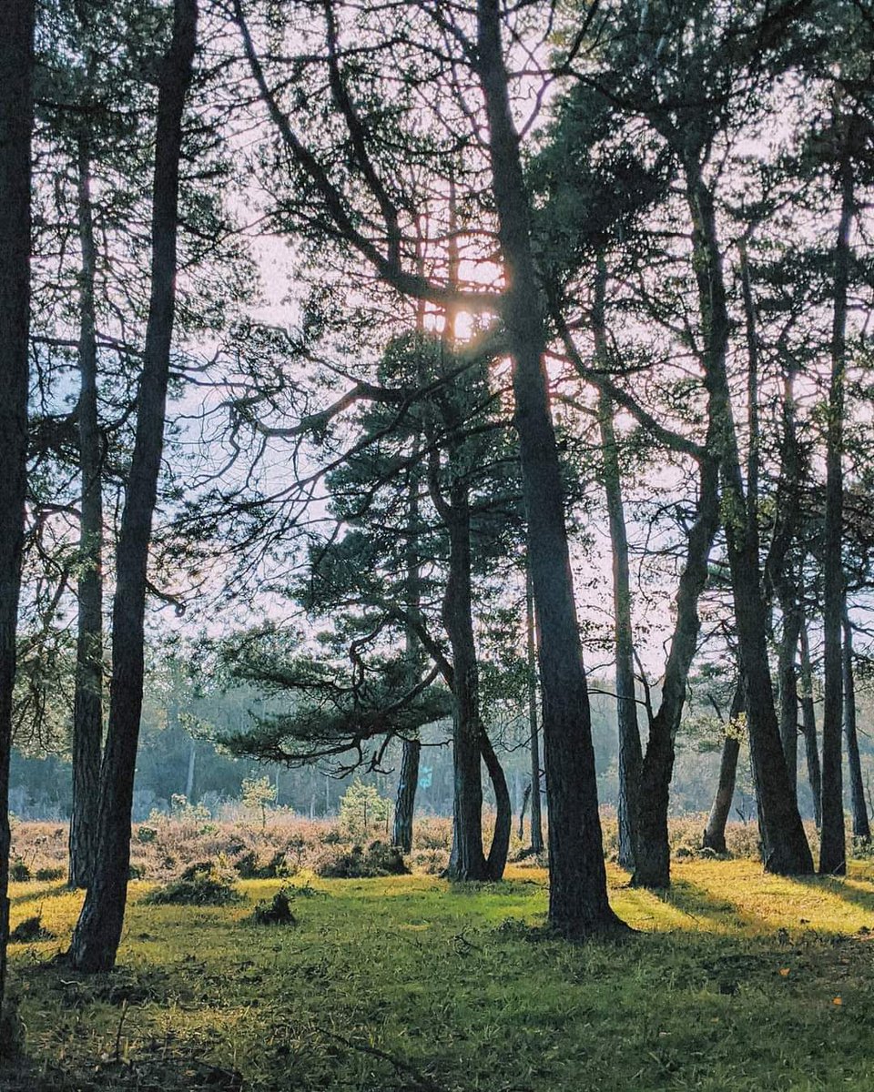 BenJieStills's tweet photo. I hope you love yourself
Your body and heart
I hope you feel happy
That's all I want.
Song lyrics: Green
By Cavetown.
•
•
•
•
#lyricscaption #green #cavetownlyrics #newforest #trees #naturelover #aestheticforest #naturephotography #nature #aestheticphotography #aesthetic https://t.co/dEiZzEABPD