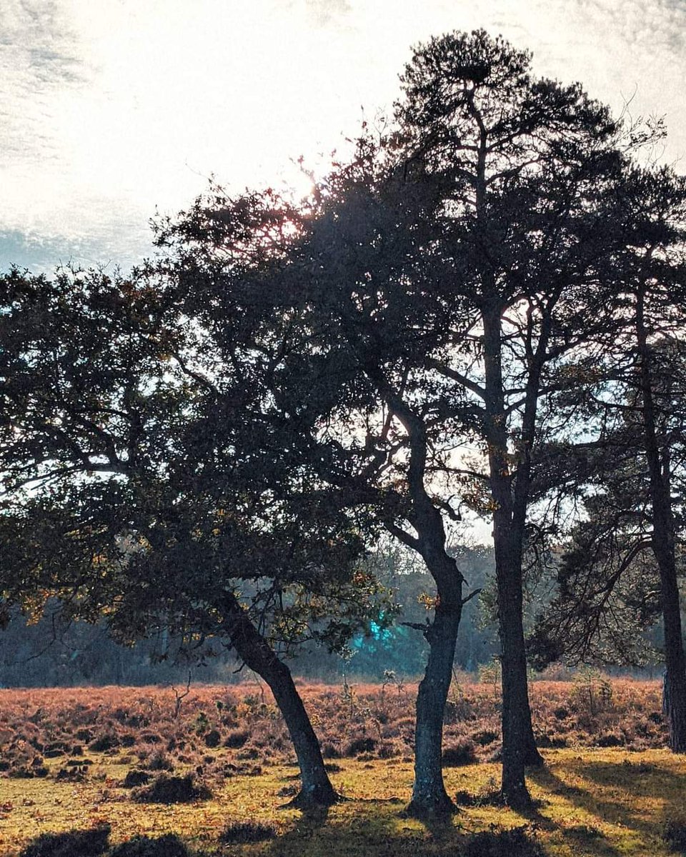 BenJieStills's tweet photo. I hope you love yourself
Your body and heart
I hope you feel happy
That's all I want.
Song lyrics: Green
By Cavetown.
•
•
•
•
#lyricscaption #green #cavetownlyrics #newforest #trees #naturelover #aestheticforest #naturephotography #nature #aestheticphotography #aesthetic https://t.co/dEiZzEABPD