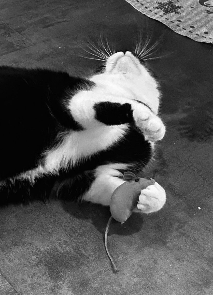 JeromeDonzeaud's tweet photo. merci Papa Noël je m’éclate #Noel #catlovers https://t.co/Z03WLjWzFi