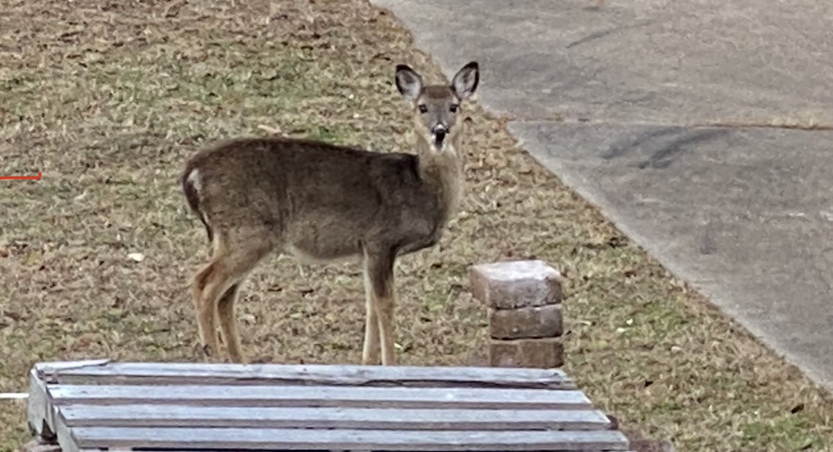 AgWriterArk's tweet photo. Been seeing this girl a lot lately. Looks like sheโs got a bun in the oven.
#backyardDeer https://t.co/ogmA7YWNeS