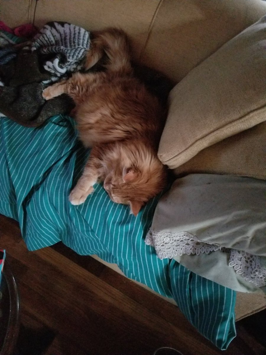 CoonOrange's tweet photo. #mainecoon #CatsOfTwitter #catslife #cats #catsrule #gingercat #ProPlanCat #Caturday #teamfloof 
Another Stolen Spot https://t.co/45zdtLS1XH