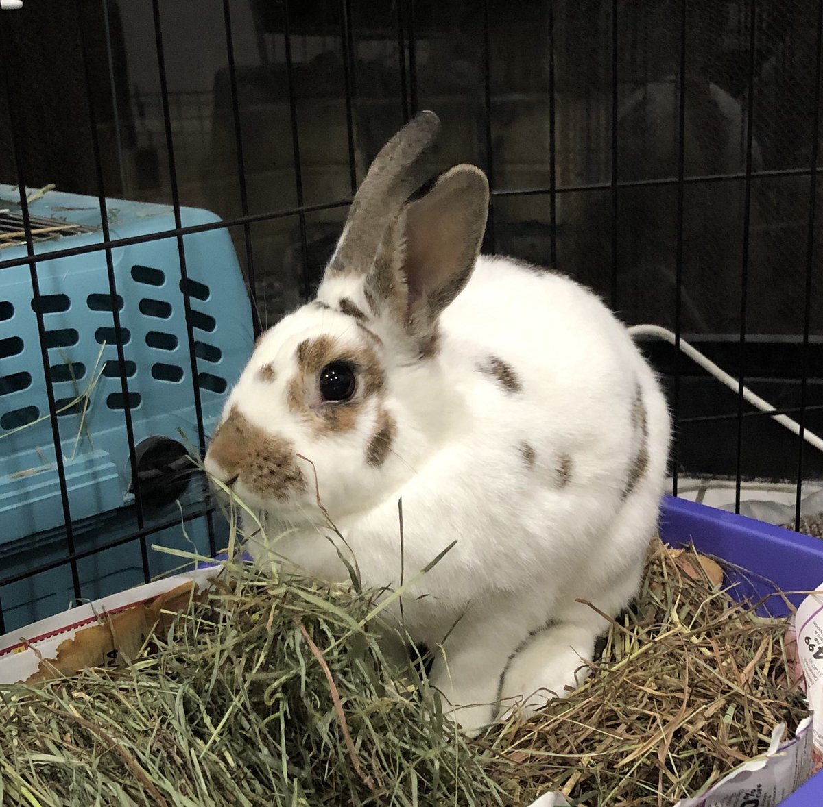 DrJenChen4kids's tweet photo. @TCKMed Cookie welcomes Craig to the ranks of #SMARTBuns 🐰 @Sarah_Mojarad @NicoleJacksonMD @TheSGEM
Tip: they can be litter box trained! (easier after spay/neuter) https://t.co/qgLiwXiD9d