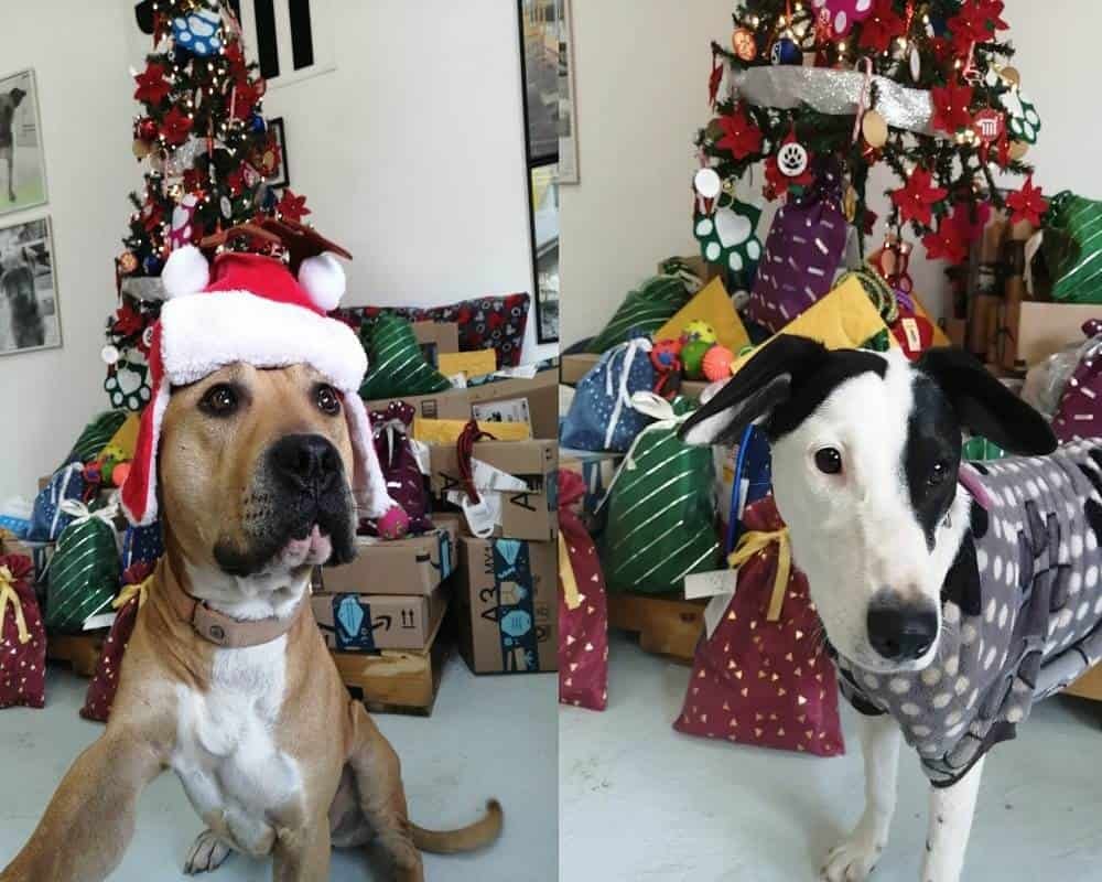 ElBigDataMx's tweet photo. #AWW | Perritos rescatados del Metro-CDMX entregarán cartas a Santa y Reyes Magos📨🐶  https://t.co/xHQLXEvfjt https://t.co/Rsd5vdzzAx